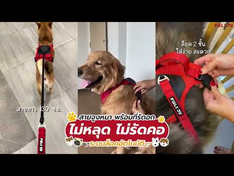 โหลดวีดีโอ: สายจูงรัดอก ยืดหดได้อัตโนมัติ - M | 2in1 Pet Harness with Built-In Leash - M